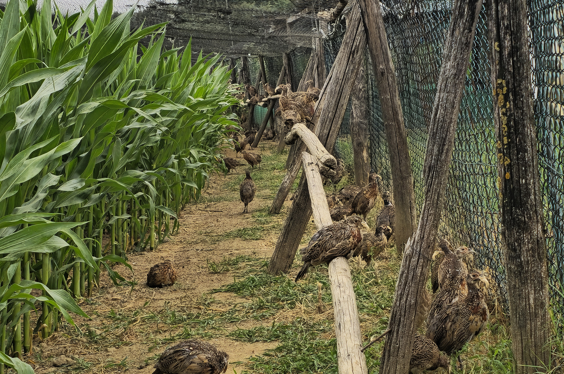Agricola Altieri Toscana Arezzo allevamento fagiani e pernici rosse